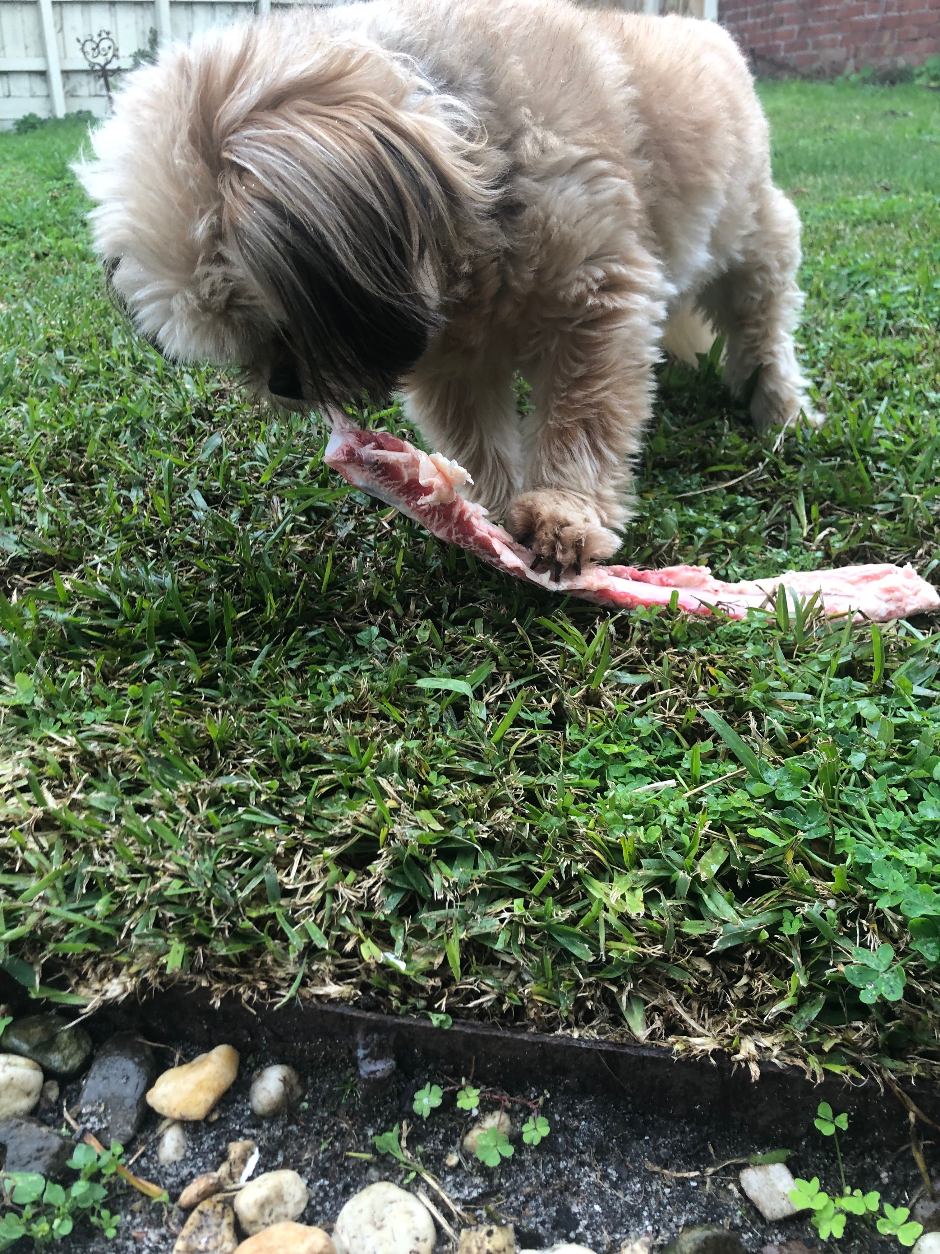 Beef Bones Box